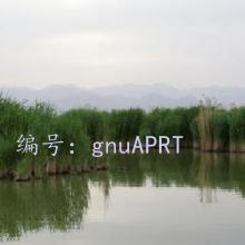 λ