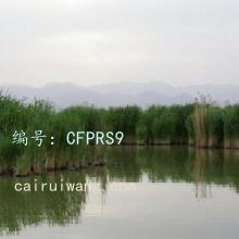 Ӱ