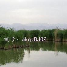 ź